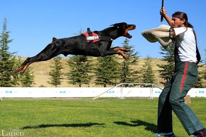 Köpek Eğitim Programları
