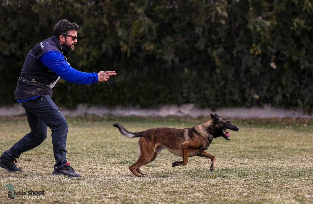 Köpek Rehabilitasyon Programları
